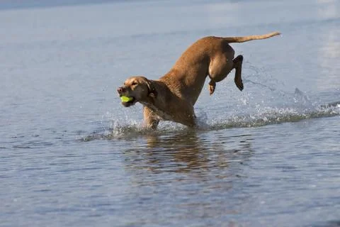 Dog at the beach Stock Photos