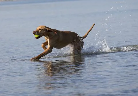 Dog at the beach Stock Photos