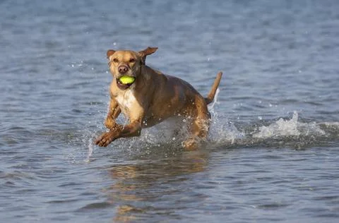 Dog at the beach Stock Photos