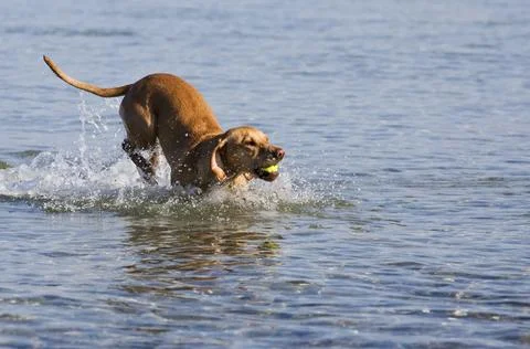 Dog at the beach Stock Photos