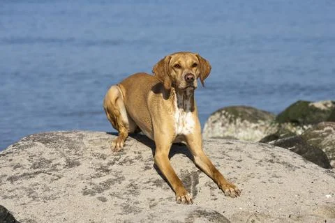 Dog at the beach Stock Photos