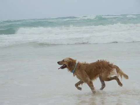 Dog at the beach Stock Photos