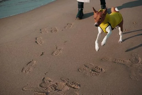 Dog on the beach Foto stock