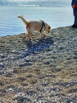 Dog at the Beach Stock Photos