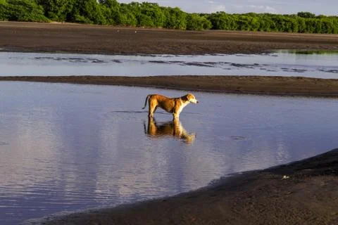 Dog in beach reflection Stock Photos