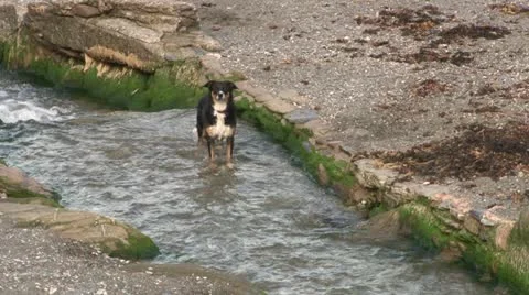 Dog in Beach River Video stock 18173616