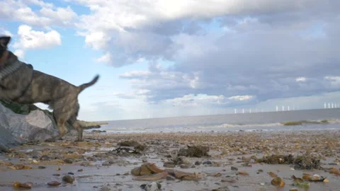 Dog At The Beach Running Of Screen Stock-Footage 132066152