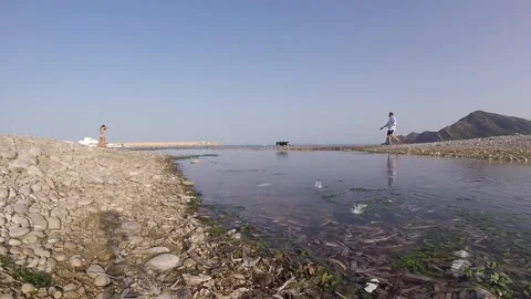 Dog beach seagulls Vidéo 158624622