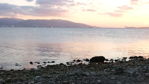 Dog on beach, silhouette Stock Footage 195283697