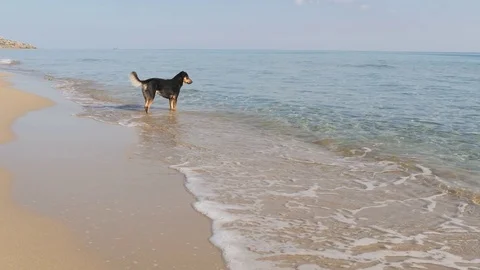 Dog on the beach in slow motion Stock Footage