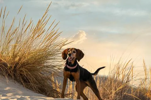Dog at the beach standing against a dramatic sky. Stock Photos