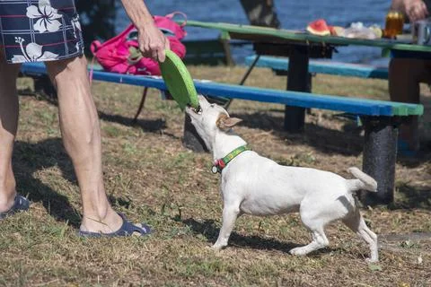 Dog on the beach in summer 스톡 사진