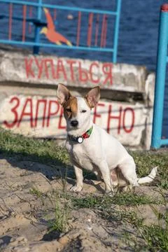 Dog on the beach in summer 스톡 사진