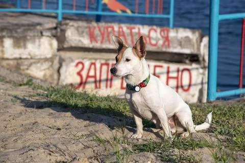 Dog on the beach in summer Stock Photos