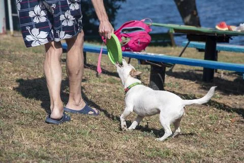 Dog on the beach in summer Stock Photos