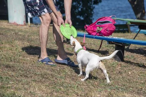 Dog on the beach in summer Stock Photos