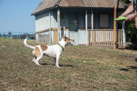 Dog on the beach in summer Stock Photos