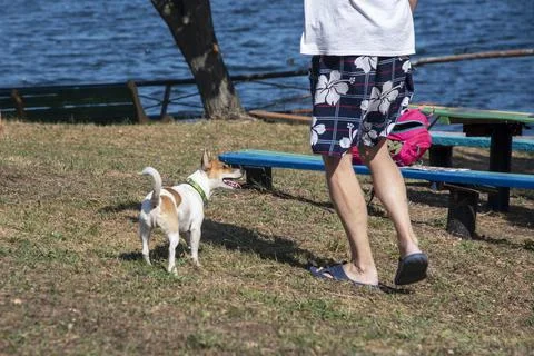 Dog on the beach in summer Stock Photos