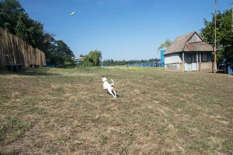 Dog on the beach in summer 스톡 사진