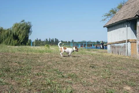 Dog on the beach in summer 스톡 사진