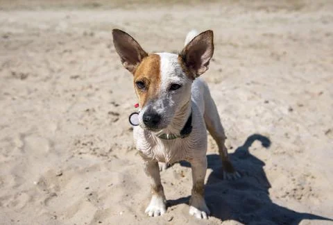 Dog on the beach in summer Stock Photos