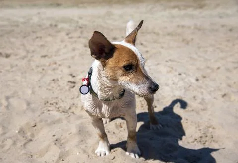 Dog on the beach in summer 스톡 사진