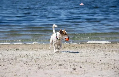 Dog on the beach in summer 스톡 사진