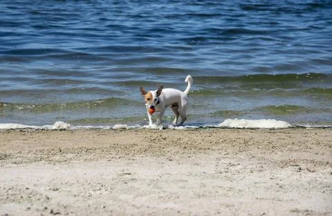 Dog on the beach in summer Foto stock