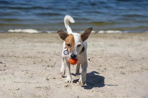 Dog on the beach in summer 스톡 사진
