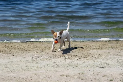 Dog on the beach in summer Foto stock