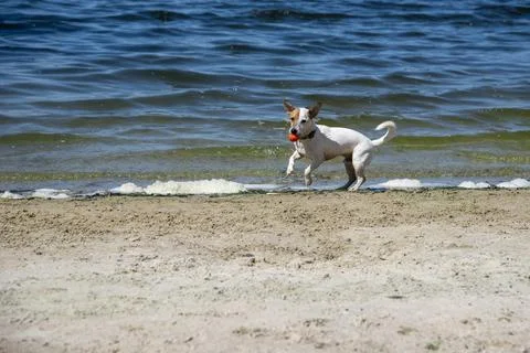 Dog on the beach in summer Foto stock
