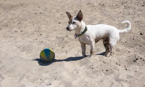 Dog on the beach in summer Stock Photos