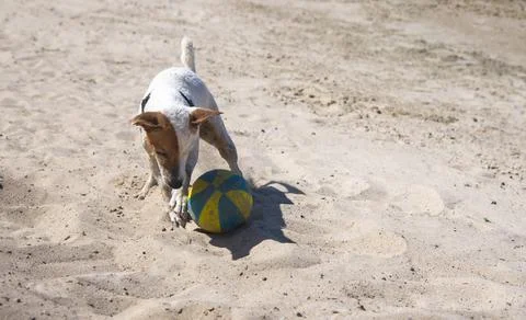 Dog on the beach in summer Stock Photos