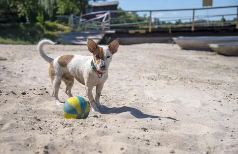Dog on the beach in summer Stock Photos