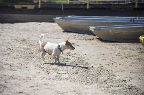 Dog on the beach in summer Stock Photos