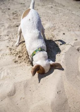 Dog on the beach in summer 스톡 사진