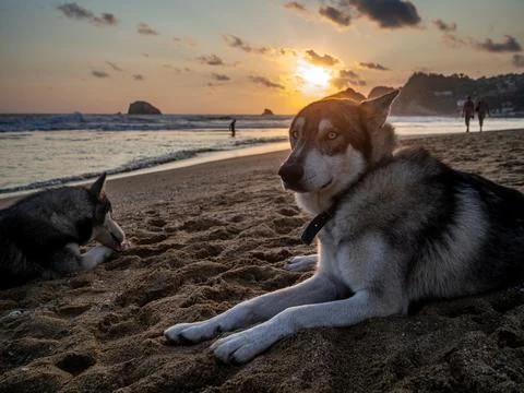 A dog on the beach with a sunset in the background Stock Photos
