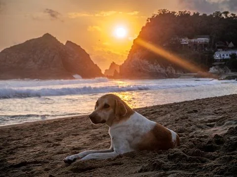 A dog on the beach with a sunset in the background Stock Photos