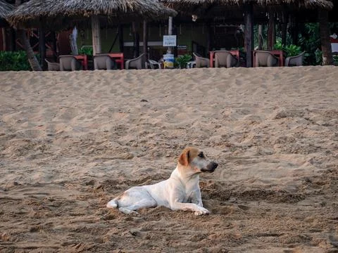 A dog on the beach with a sunset in the background Stock Photos
