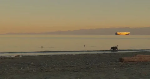 Dog on beach at sunset with distant cargo ship on horizon Vidéo 332400285