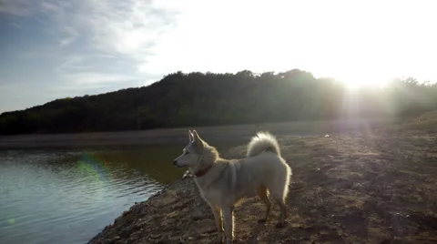 The dog on the beach at sunset Video stock 63040857