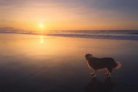 Dog in the beach at the sunset Stock Photos