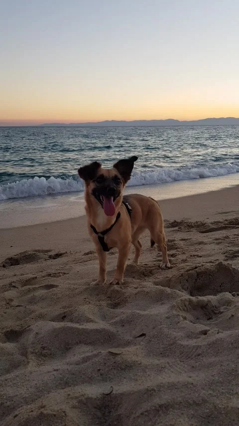 Dog beach sunset Sardinia Stock Footage 159055696