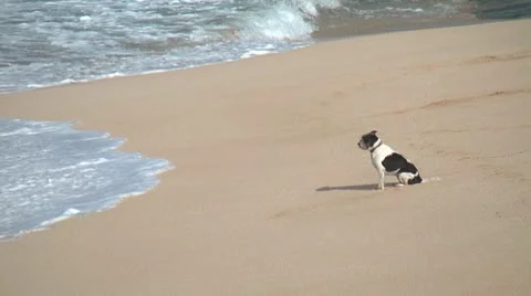 Dog on the Beach with Surf Stock Footage 10730881