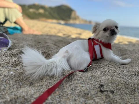Dog beach tent Stock Photos
