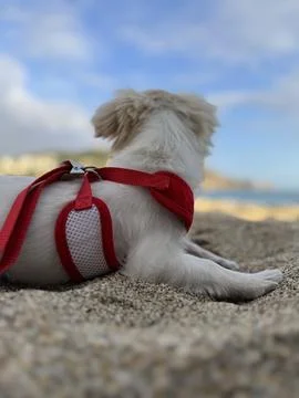 Dog beach tent Stock Photos