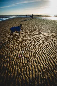 Dog on the Beach in Winter Stock Photos