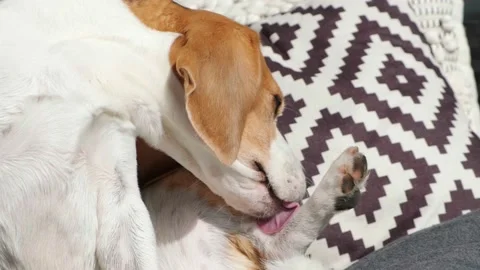 Dog of the Beagle breed chronically bite chew lick his paws or legs Stockbeeldmateriaal 156413286