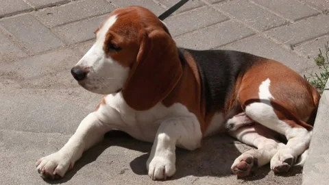 Dog beagle close up Stock Footage 135193984