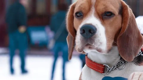 Dog Beagle Stock Footage 45142968